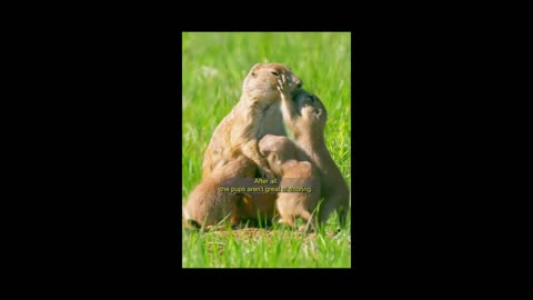 Prairie Dogs A Glimpse into the Fascinating Lives of Burrowing Wonders