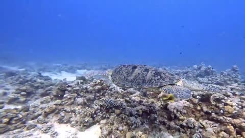 Beautiful underwater animals in the red sea