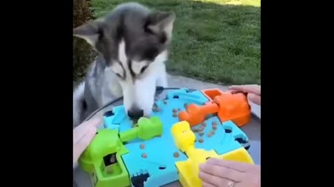 🐕 🐾Hilarious Huskies: Funniest Dog Moments Ever!🦴 🐩 🐶