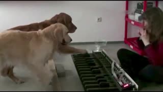 Check Out These Amazing And Talented Dogs Playing The Piano