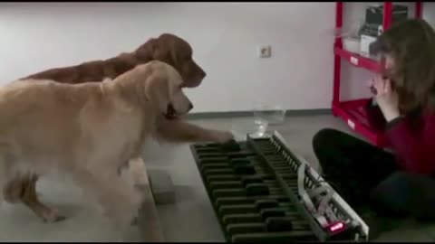 Check Out These Amazing And Talented Dogs Playing The Piano