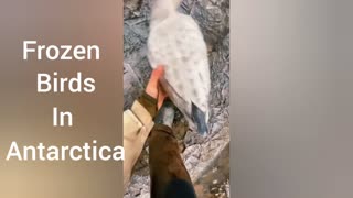 Frozen Birds rescue in Antarctica