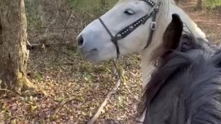 Smart horse picks up toys for treats