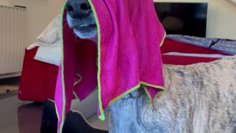 Face Covered by Rag Fools Blanca the Spanish Greyhound