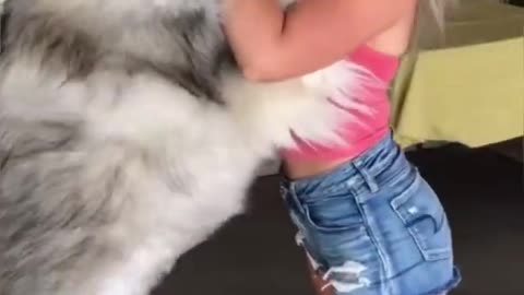 Alaskan Malamute Biggest Dog In The World alaskanmalamute