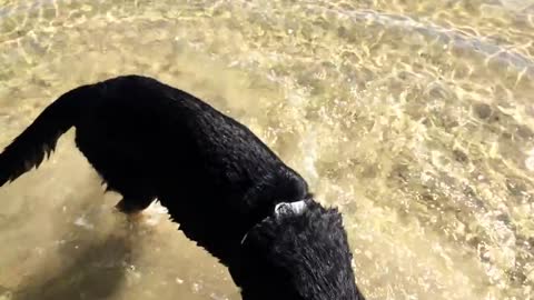 German Shepherd Pup's First Beach Visit
