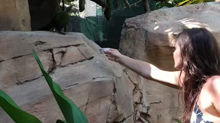 Feeding tropical bird