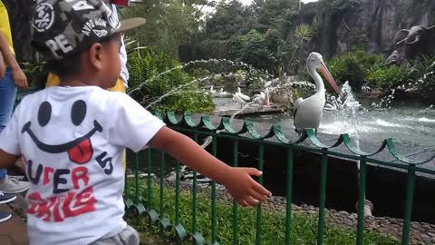 Child's expression seeing a pelican for the first time. Ragunan Zoo,Indonesia