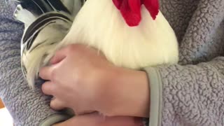 Koji the Rooster Running to Be Held by His Favorite Human