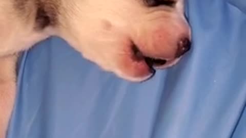 Newborn husky's first ever howling session will melt your heart