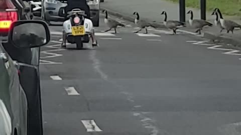 Gaggle of Geese Use Crosswalk