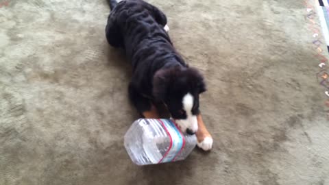 Berner Puppy Playing with Giant Water Bottle