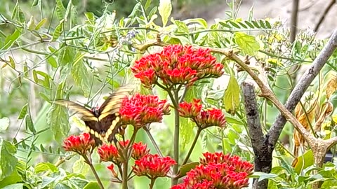 Giant Swallowtail Butterfly Pollinating Flowers