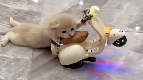 The Adventures of a Little Cat in His Little Car: A Heartwarming and Hilarious Tale