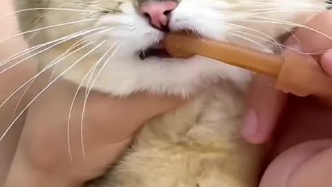 brush cat teeth 😍🐱