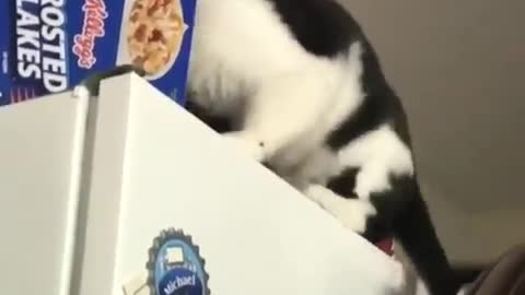 When your human puts you on a diet