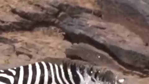 zebra vs 6 crocs