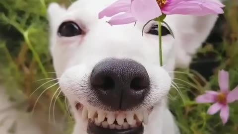 smirking dog