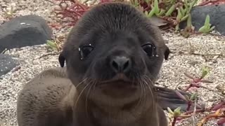 The cute sound of the baby seal😍❤