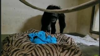 Chimpanzee seeing her baby chimp after a few days due to illness