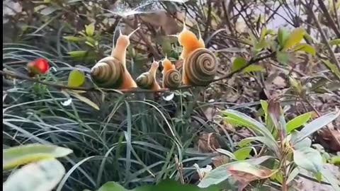 Snails are cute