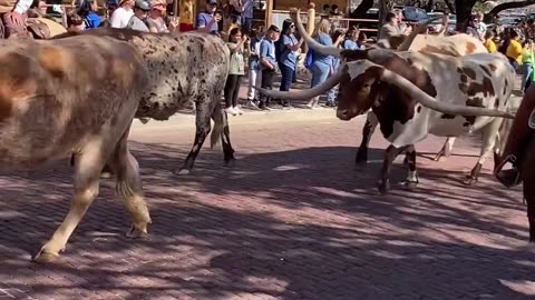 Fort Worth Stockyards Daily Cattle Drive