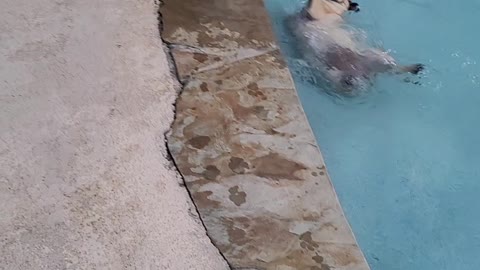 Short Puppy Dog Undone by Big Pool Step