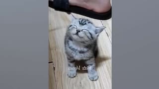 funniest cat and dog are enjoy