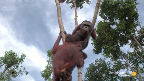 This Orangutan Friendship Will Melt Your Heart 🥰 Orangutan Jungle School | Smithsonian Channel