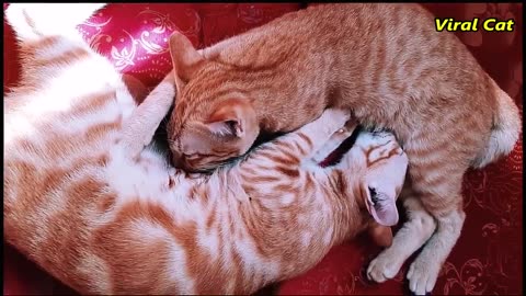Cats brothers fighting