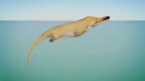 Evolution Of Whales !!!