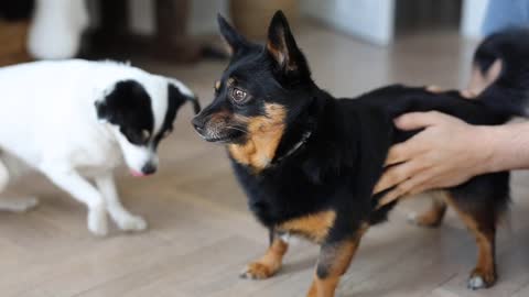 Dog loves massages and caresses