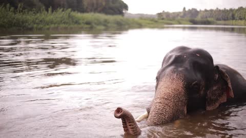 An Elephant Taking A Bath In The River in Northern Thailand.