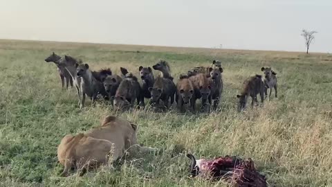 Single mother Lioness Vs 20 Hyena Epic Safari Experience