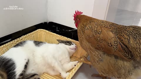 The cat is angry_The hen forced the cat to sleep with her_ and the cat_s reaction was funny and cute