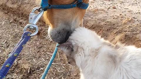 Horse Nuzzles Feline Friend