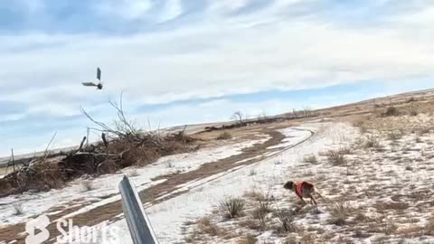 Colorado Pheasant Hunting 10h23