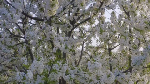 Aerial Symphony: Most Beautiful Cherry Blossoms in the World | Radiant Earth Gazer