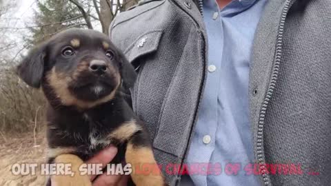Abandoned Puppy was Crying for her Mom and was Barely Surviving Until This Happened