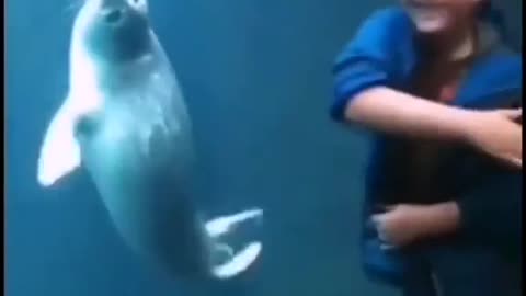 cute baby seal imitated kid action