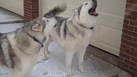 Alaskan Malamutes Howling at Siren