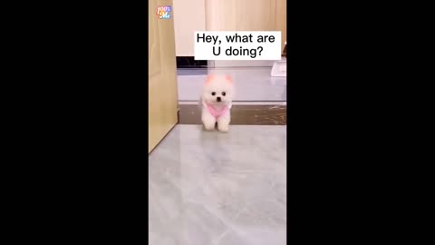cute and funny animals compilation [cuteness]