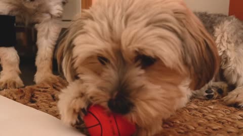 Goldendoodle biting and playing