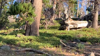 Central Oregon - Little Three Creek Lake - A beautiful Family of Deer! - 4K