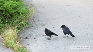 Hanging out with crows