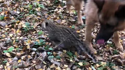 German Shepherd Raises Leopard Cub