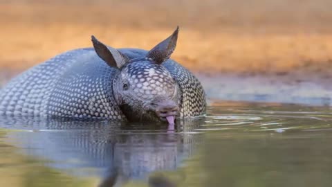 Interesting Facts About Armadillos
