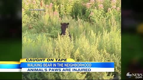 New Jersey's Walking Bear Mystery Solved