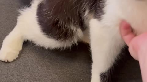 Wobbly Kitty Tackles Stairs