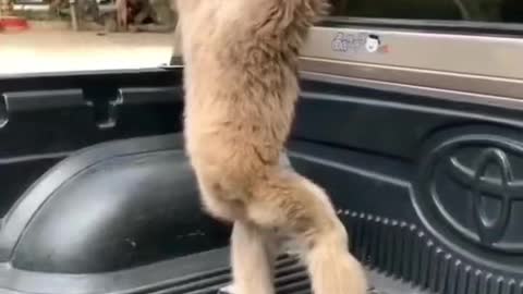 Funniest monkey dancing back the car/Just for fun